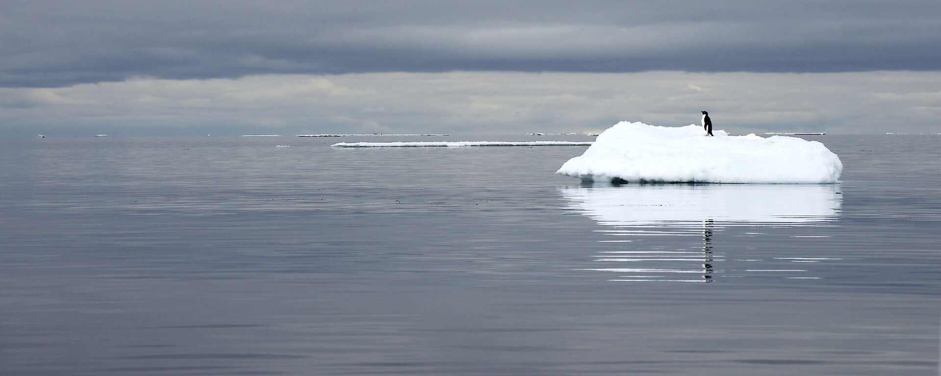 An Adelie penguin on a small iceberg, surrounded by water.