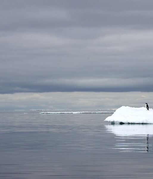 An Adelie penguin on a small iceberg, surrounded by water.