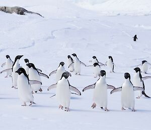 A group of Adelie penguins walking towards the camera.