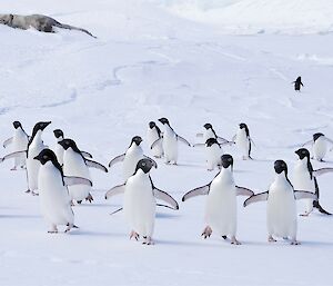 A group of Adelie penguins walking towards the camera.