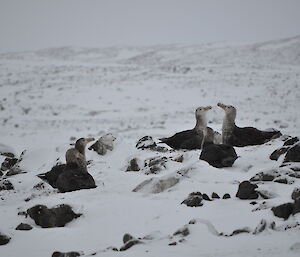 Five southern giant petrels sitting in the snow.