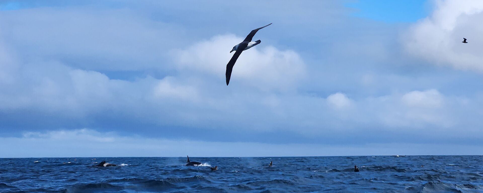 A seabird flies over the top of two whales in the ocean