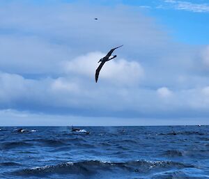 A seabird flies over the top of two whales in the ocean