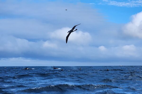 A seabird flies over the top of two whales in the ocean