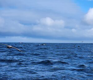 A seabird flies over the top of two whales in the ocean