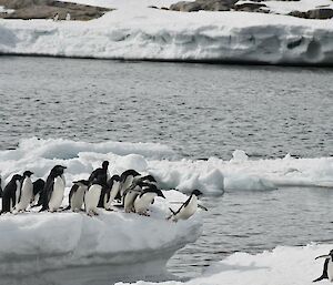 Penguins jumping into water from ice floe