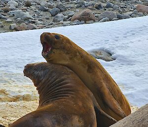 Two elephant seals sparing