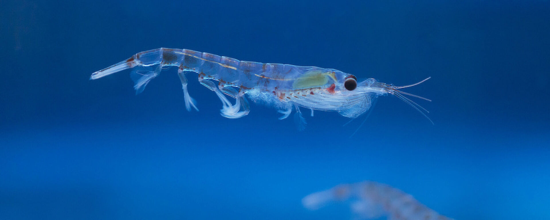 A see-through krill with black eyes and orange markings, swims in a very blue sea