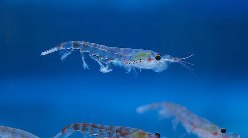 A see-through krill with black eyes and orange markings, swims in a very blue sea