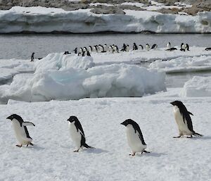 Four Adelie penguins walking across the ice, with two dozen Adelie penguins in the background on floating ice