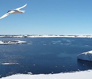 Snow petrel white bird mid-flight with blue water bay and floating ice in the background