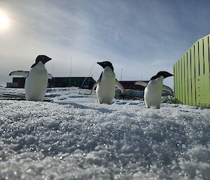 A ground level picture of 3 penguins standing on snow with a large light green building to the right
