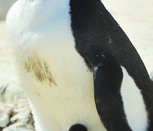 An Adélie penguin parent with its chick