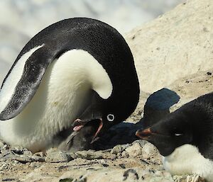 Parents feeding an Adélie penguin chick