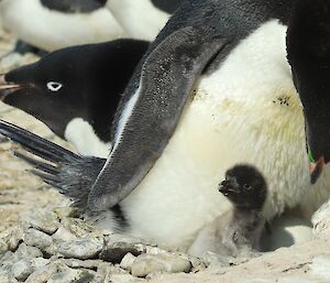 An Adélie penguin chick beneath its parents