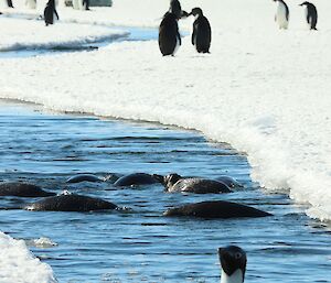 Large crack in sea ice and penguins swimming within it and a number standing on edge