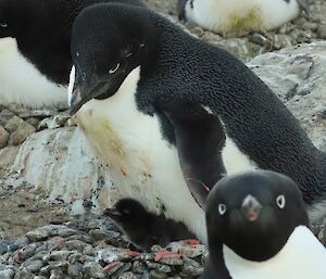 In the background Adélie penguin with chick, in foreground close up of face of Adélie penguin looking into camera