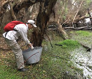 A woman holds a bucket, preparing to release a long necked turtle back into the wild