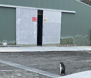 A lone penguin walks in front of a green tin shed