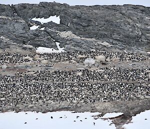 Ariel photo of penguin colony showing thousands of penguins