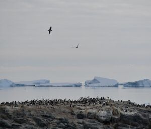 large colony of penguins in the foreground and icebergs floating on water in the background