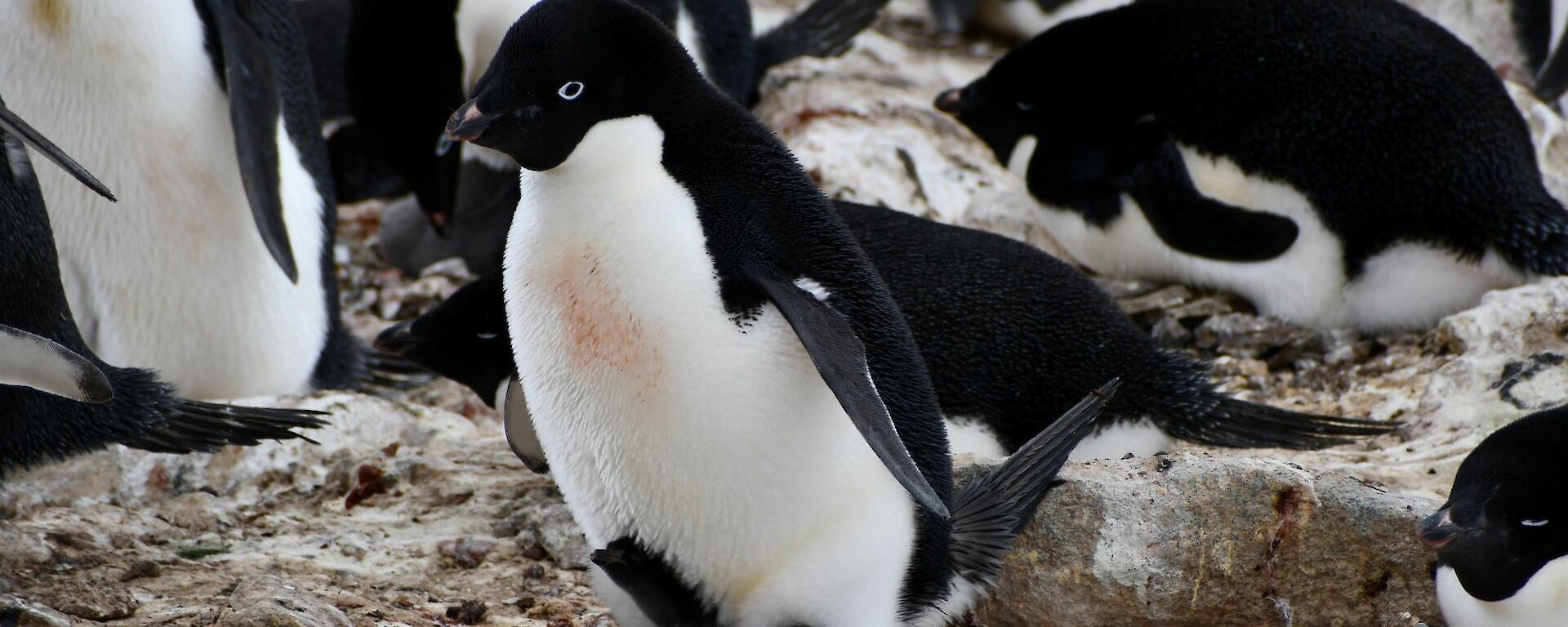 Adélie penguin with chick at its feet