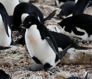 Adélie penguin with chick at its feet