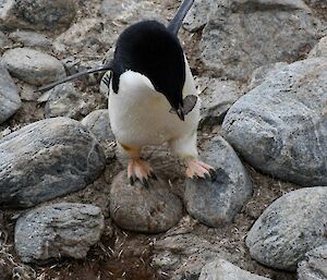 Adélie penguin carrying pebble in its beak