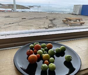 Plate of green tomatoes on window sill with station views behind