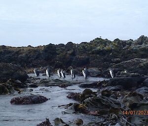 A group of penguins stand on the shore