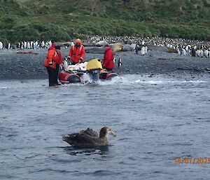 A group of people launch a small boat form a grey pebbly beach while penguins watch on