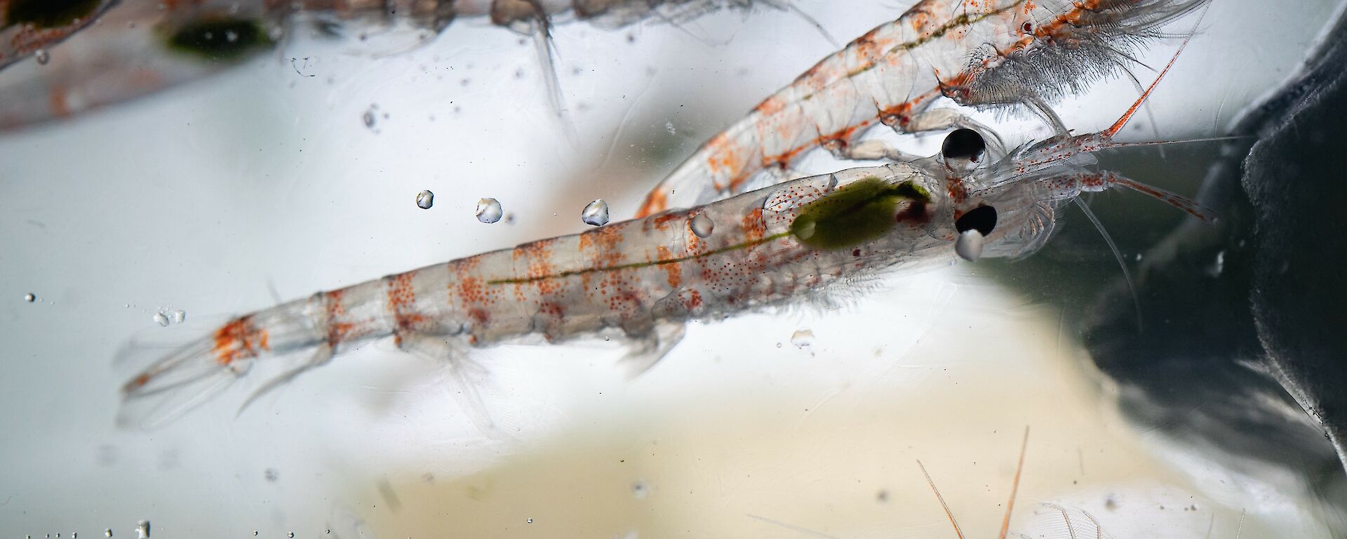 Six Antarctic krill swimming in a small tank.