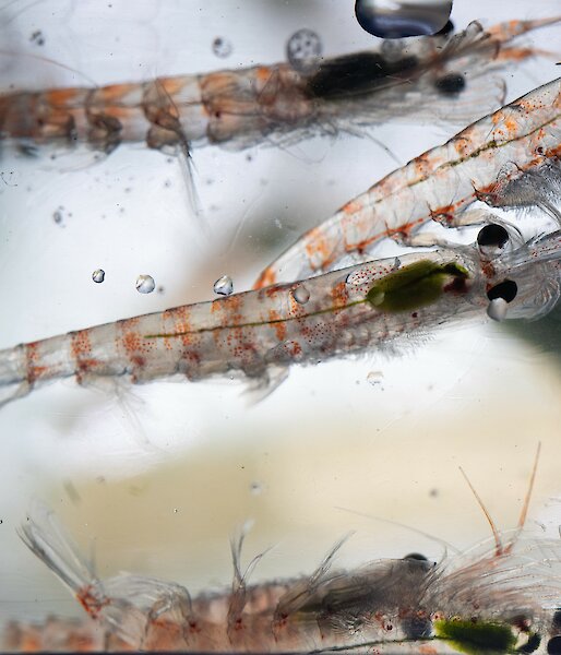 Six Antarctic krill swimming in a small tank.