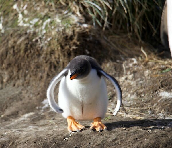A penguin with its wings slightly outstretched