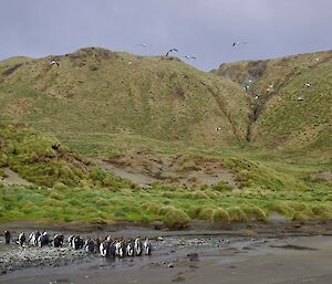 A group of penguins below a vegetated hill