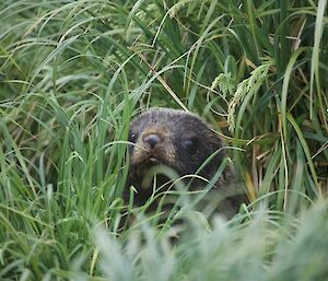 A fur seal peers between blades of grass