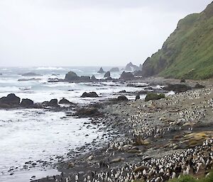 Penguins on a rocky beach