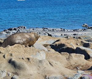 A large elephant seal basking on rocks with the ocean in the background