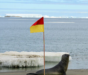 A large elephant seal lies on the sand behind a red and yellow surf flag. In the near background is the ocean with large chunks of sea-ice floating in it and some large icebergs in the distance.