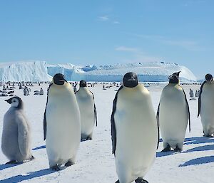 Group of 5 adult emperor penguins and 1 chick in foreground, looking at photographer, in the background large colony of penguins and icebergs