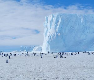 Flat sea ice in foreground with group of emperor penguins and large tabular iceberg in distance, blue sky above