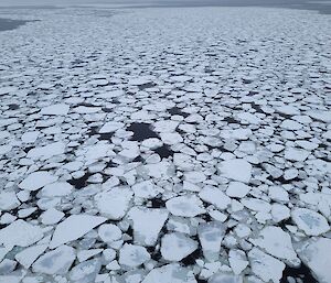 Expanse of sea ice which is breaking up, remaining ice is forming shapes like pancakes