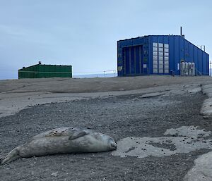 A seal sleeps on the ramp leading to a large blue hut