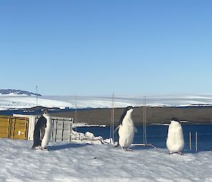 Three penguins stand on station
