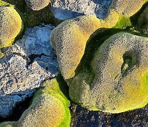 A close up of green moss on grey rocks