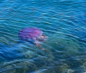 A purple jellyfish swims close to shore