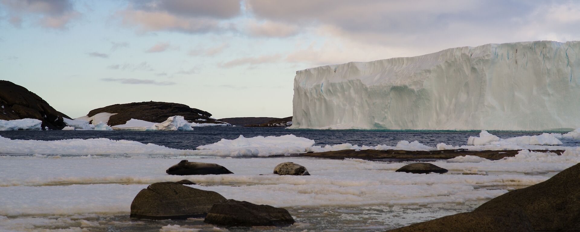 Three seals float by on an iceberg