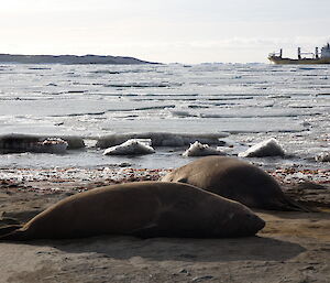 Two elephant seals sleep on the beach with icy sea-water and a ship visible in the background