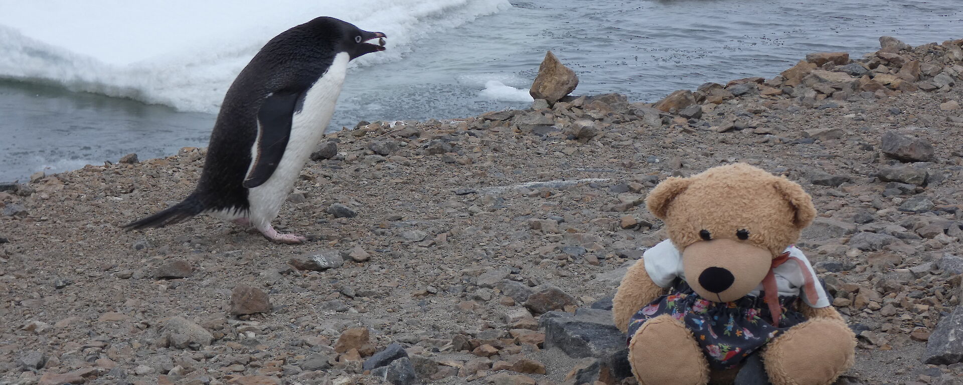 A beach scene with a penguin holding a small rock in its beak alongside a teddy bear. The sea-water with some small ice-floes can be seen in the background.