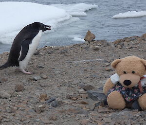 A beach scene with a penguin holding a small rock in its beak alongside a teddy bear. The sea-water with some small ice-floes can be seen in the background.